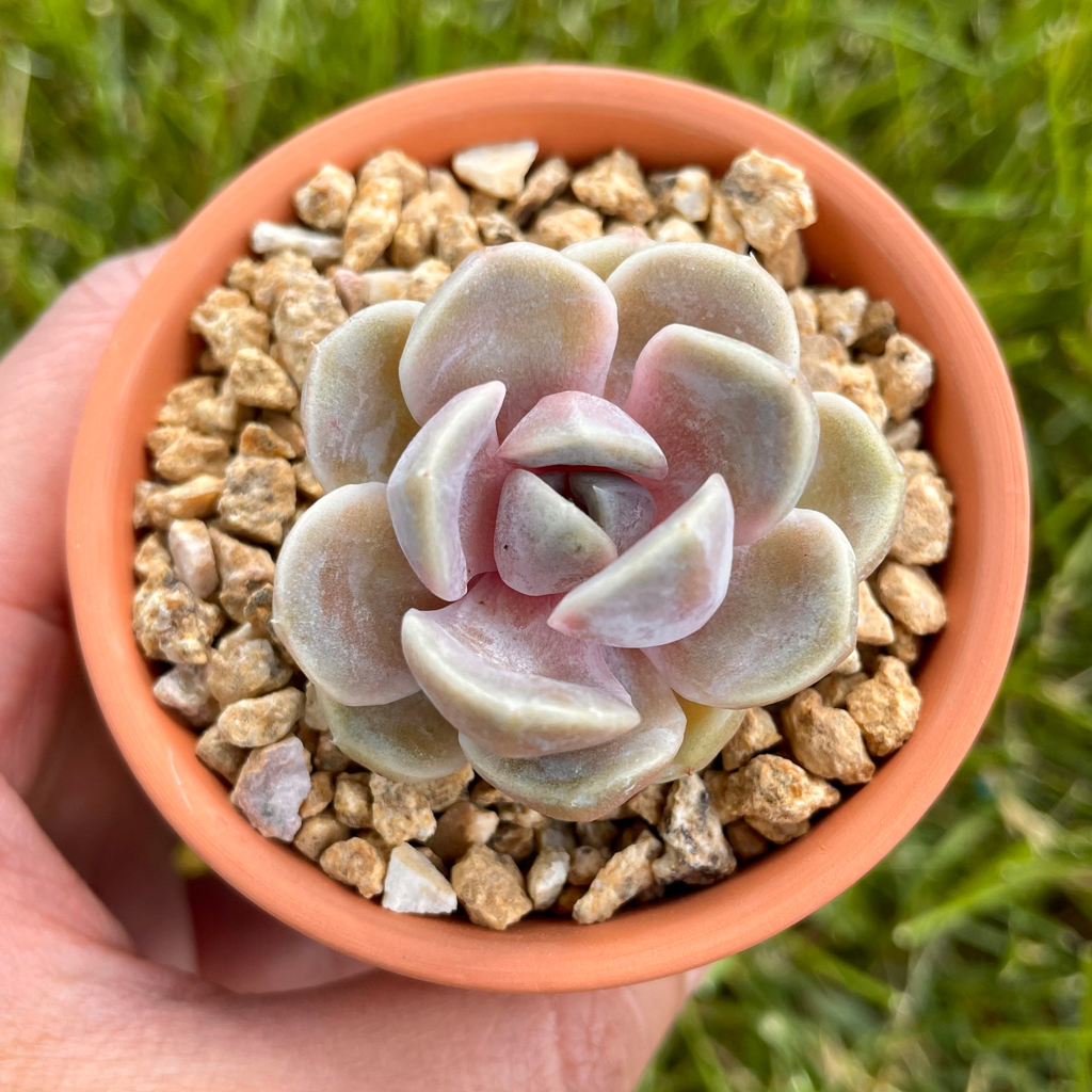 Echeveria Snow Bunny