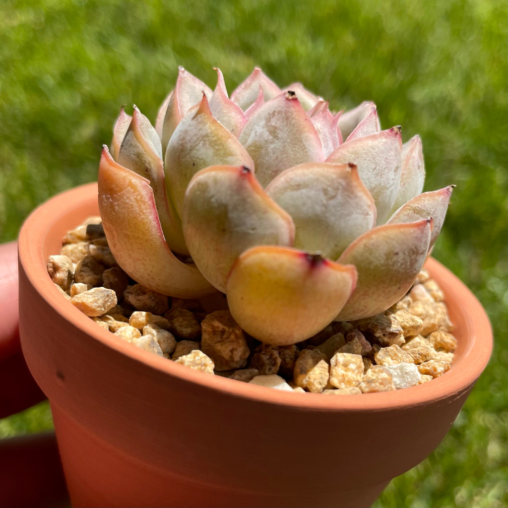 Echeveria Pulidonis