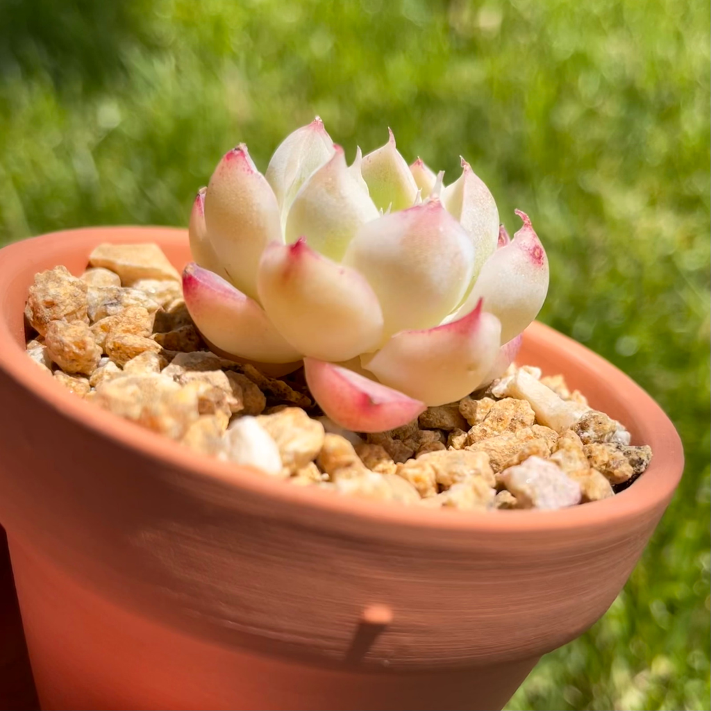 Echeveria Elegans Queen