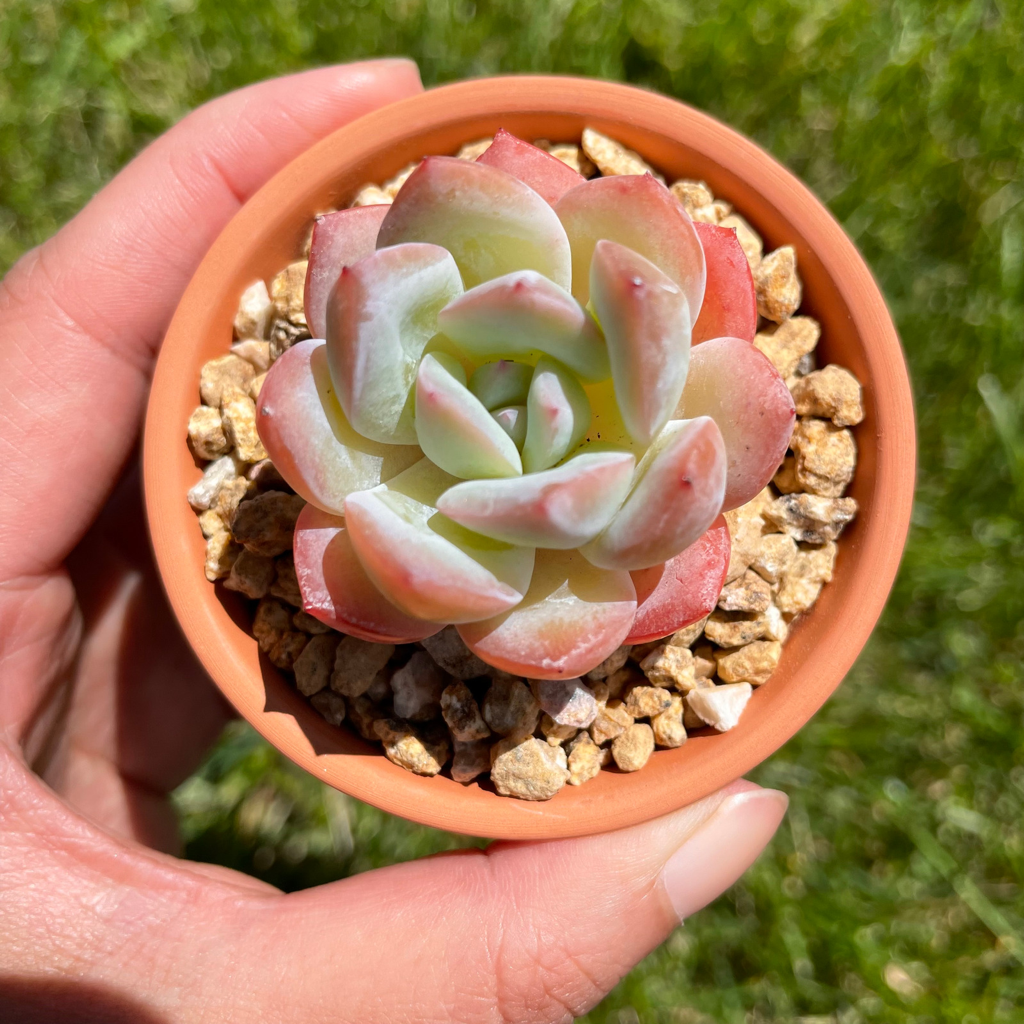 Echeveria Star Shadow