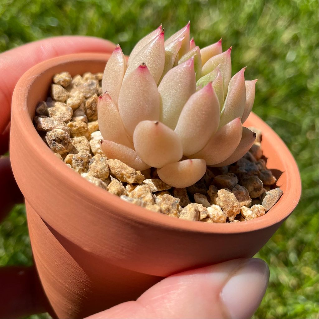 Echeveria Malgan (Specimen 2)