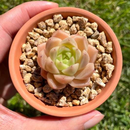 Echeveria Malgan (Specimen 6)