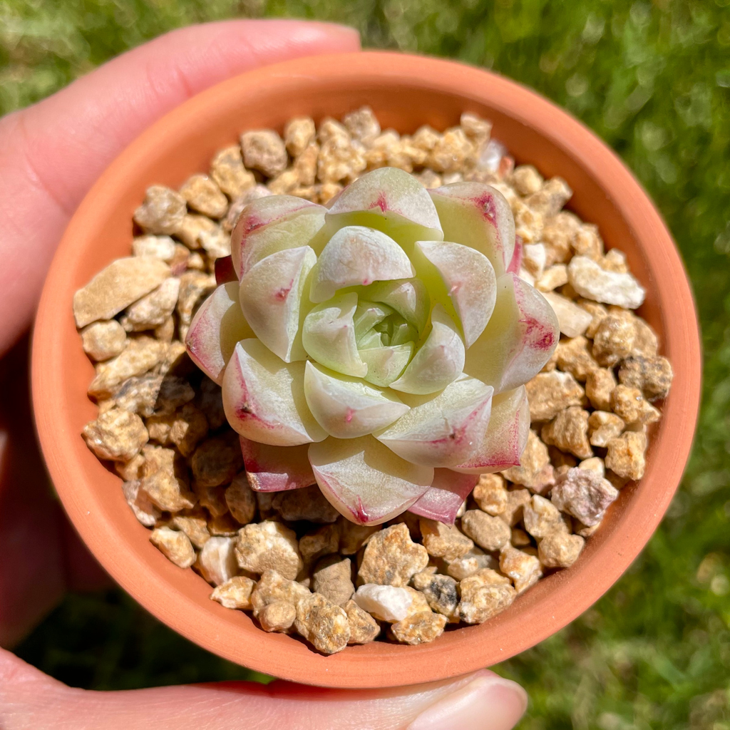 Echeveria Elegans Queen