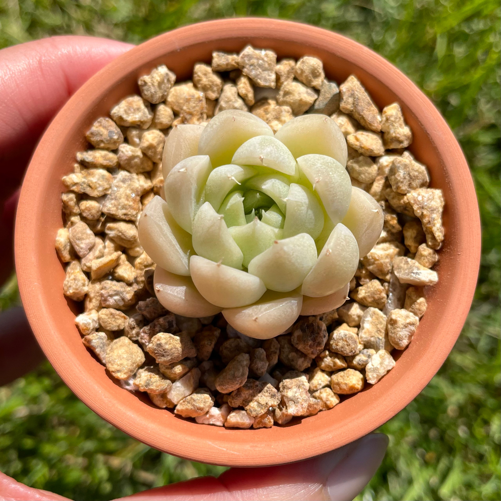 Echeveria Malgan (Specimen 7)