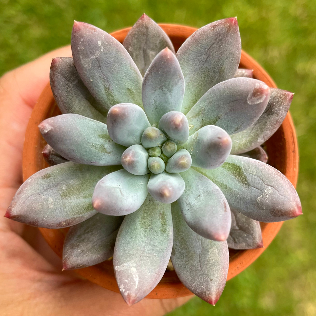 Pachyphytum Candy