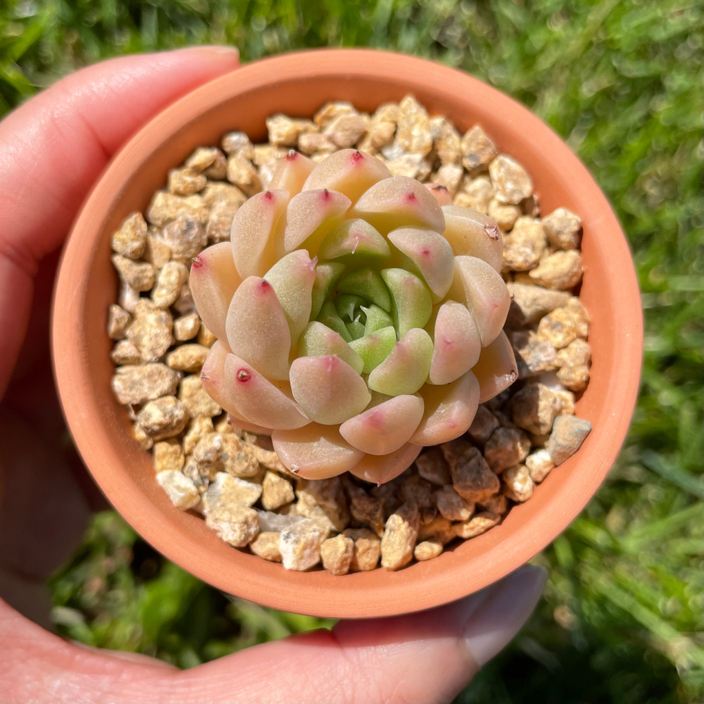 Echeveria Malgan (Specimen 2)