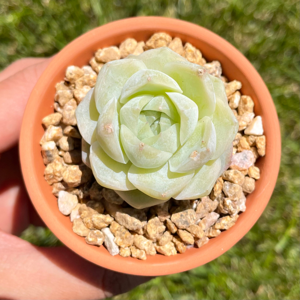 Echeveria White Queen