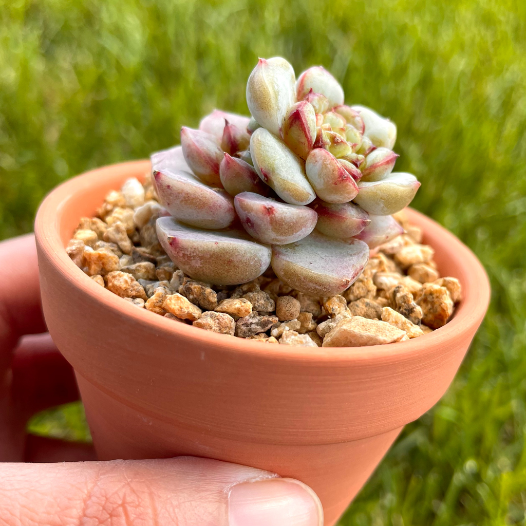 Echeveria Red Velvet