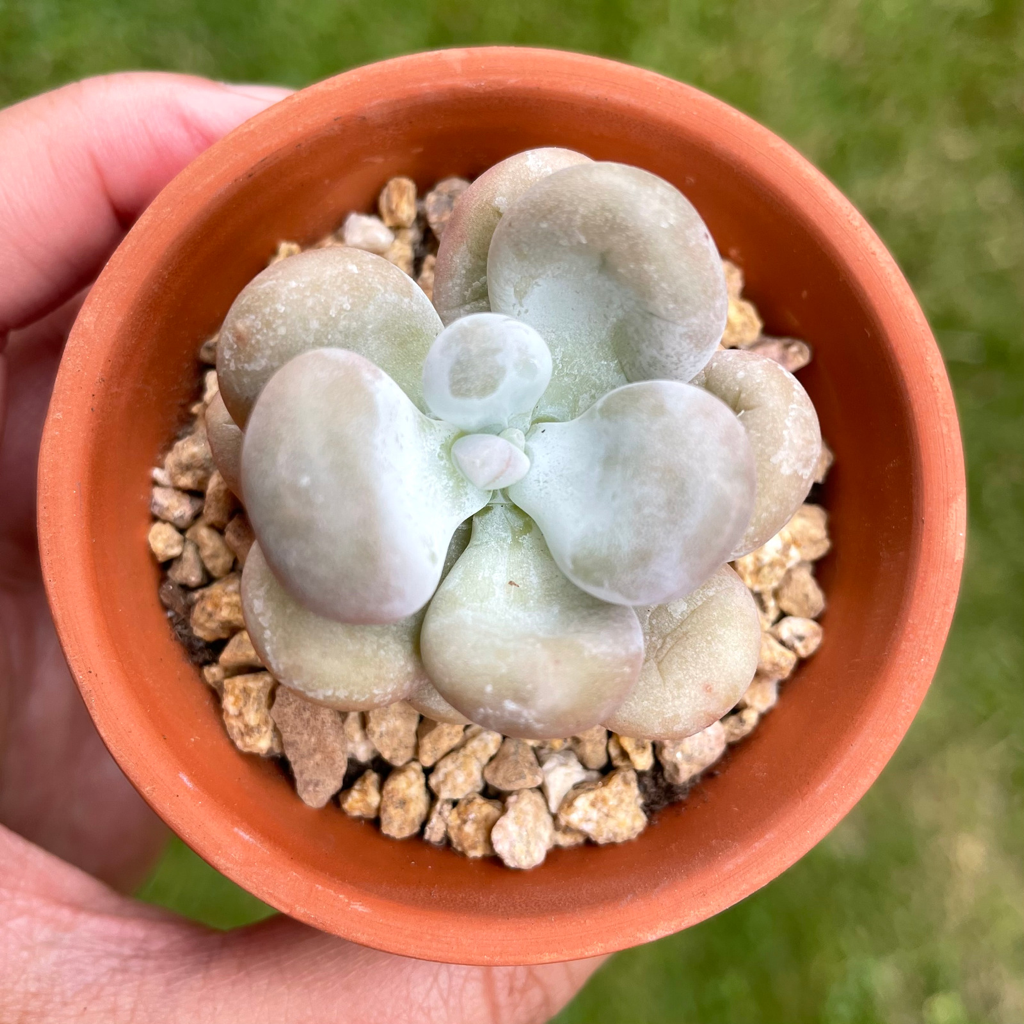 Pachyphytum Cheese