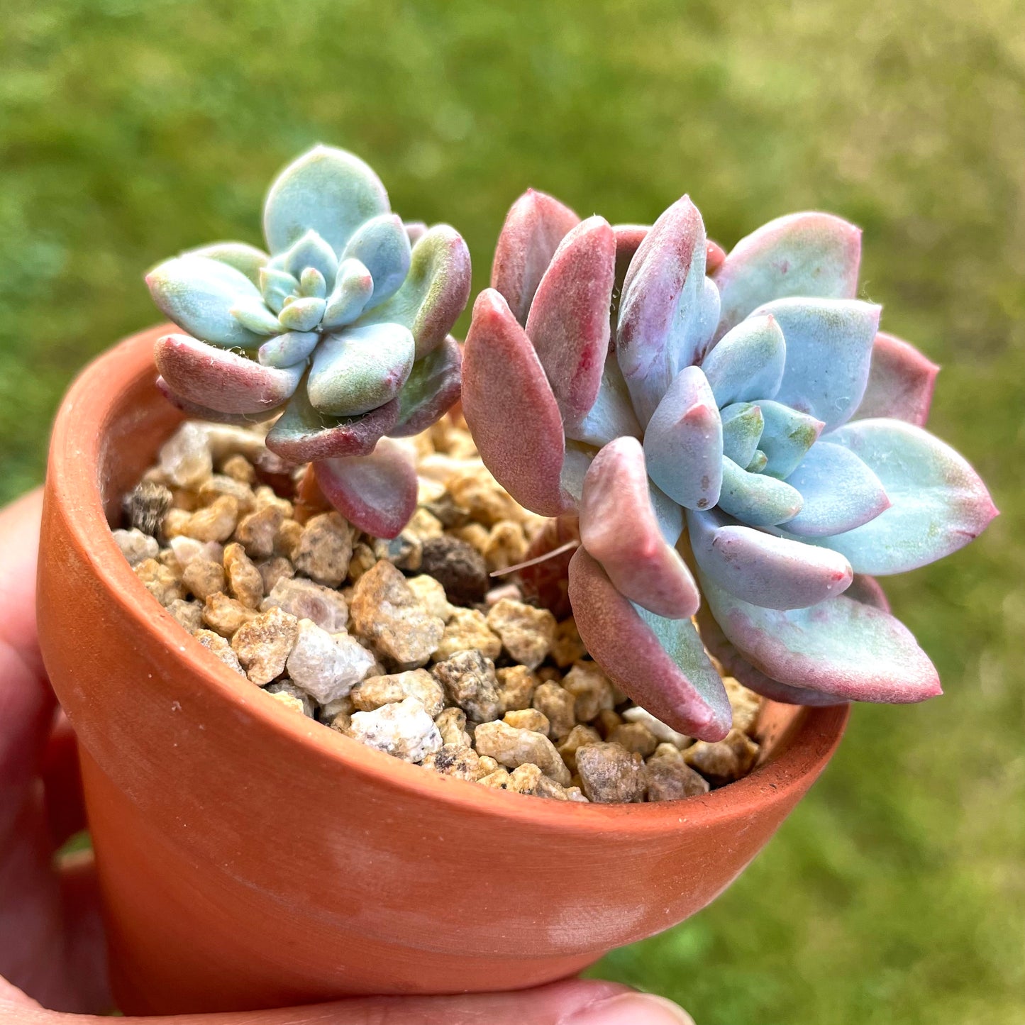 Echeveria Amor Fati (Specimen 2)