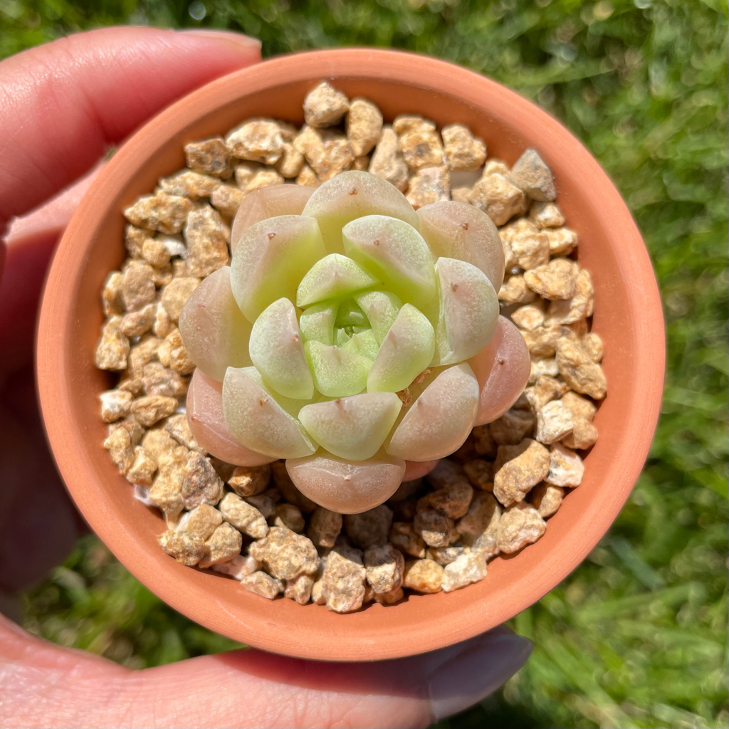 Echeveria Malgan (Specimen 1)