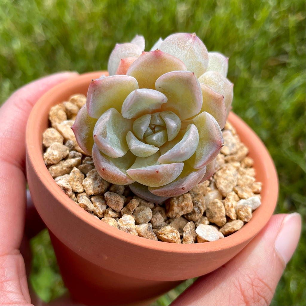 Echeveria Pure Love