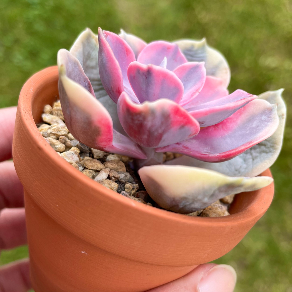 Echeveria Rainbow