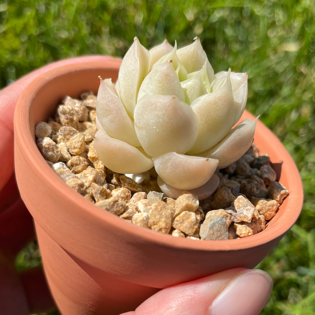 Echeveria Malgan (Specimen 3)