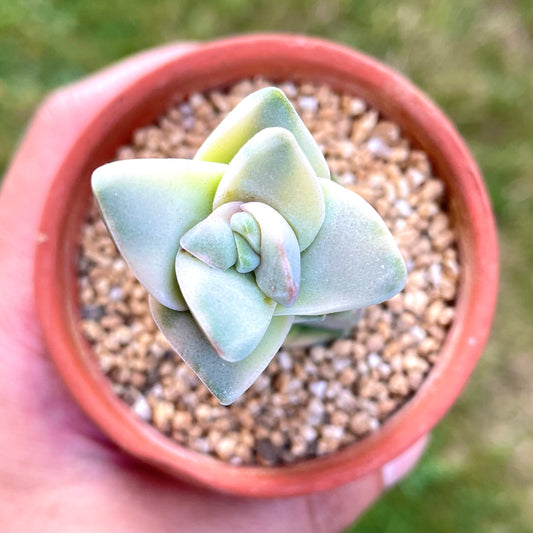 Crassula Moonglow Variegated (Specimen 2)