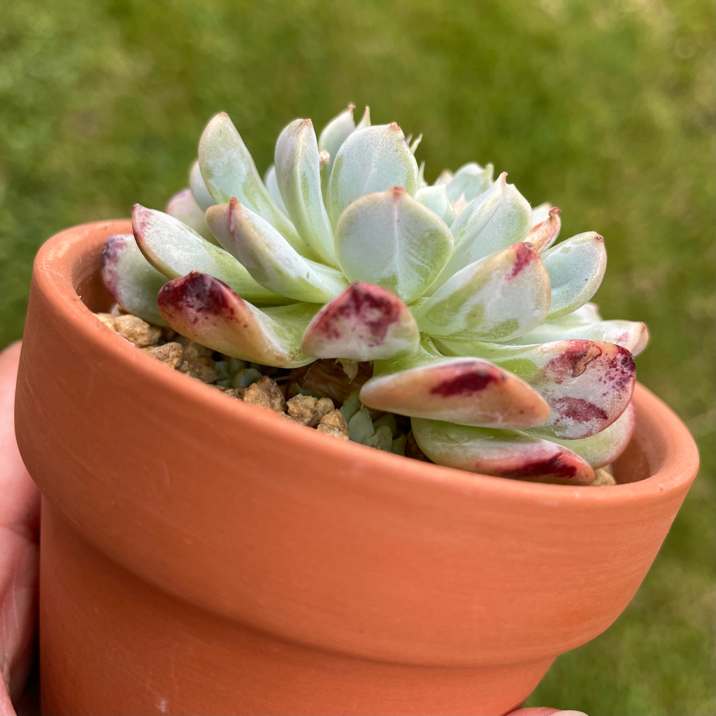 Echeveria Fly To The Sky