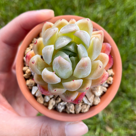 Echeveria Raspberry Ice x Rubin