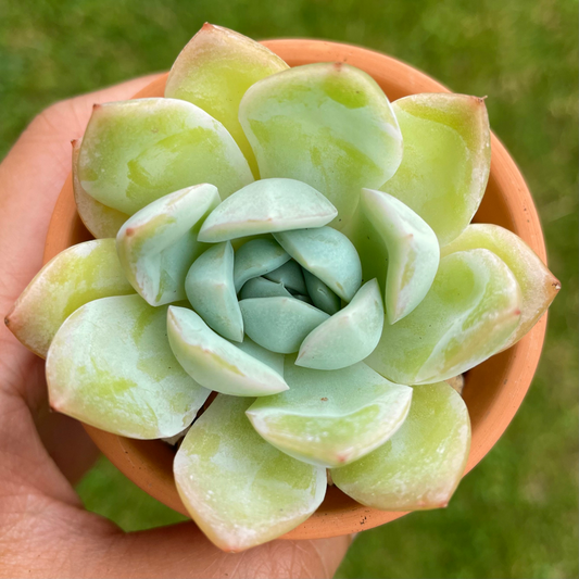 Echeveria Sasa