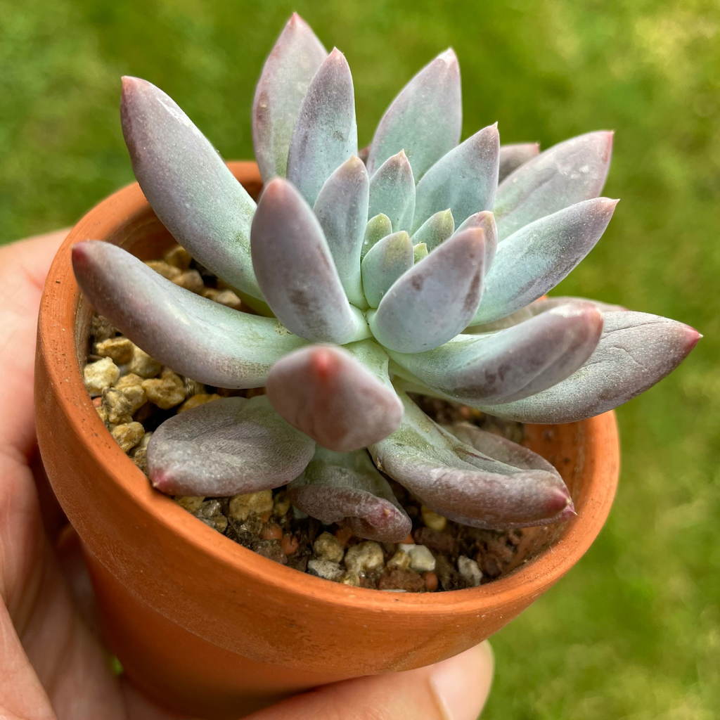 Pachyphytum Candy