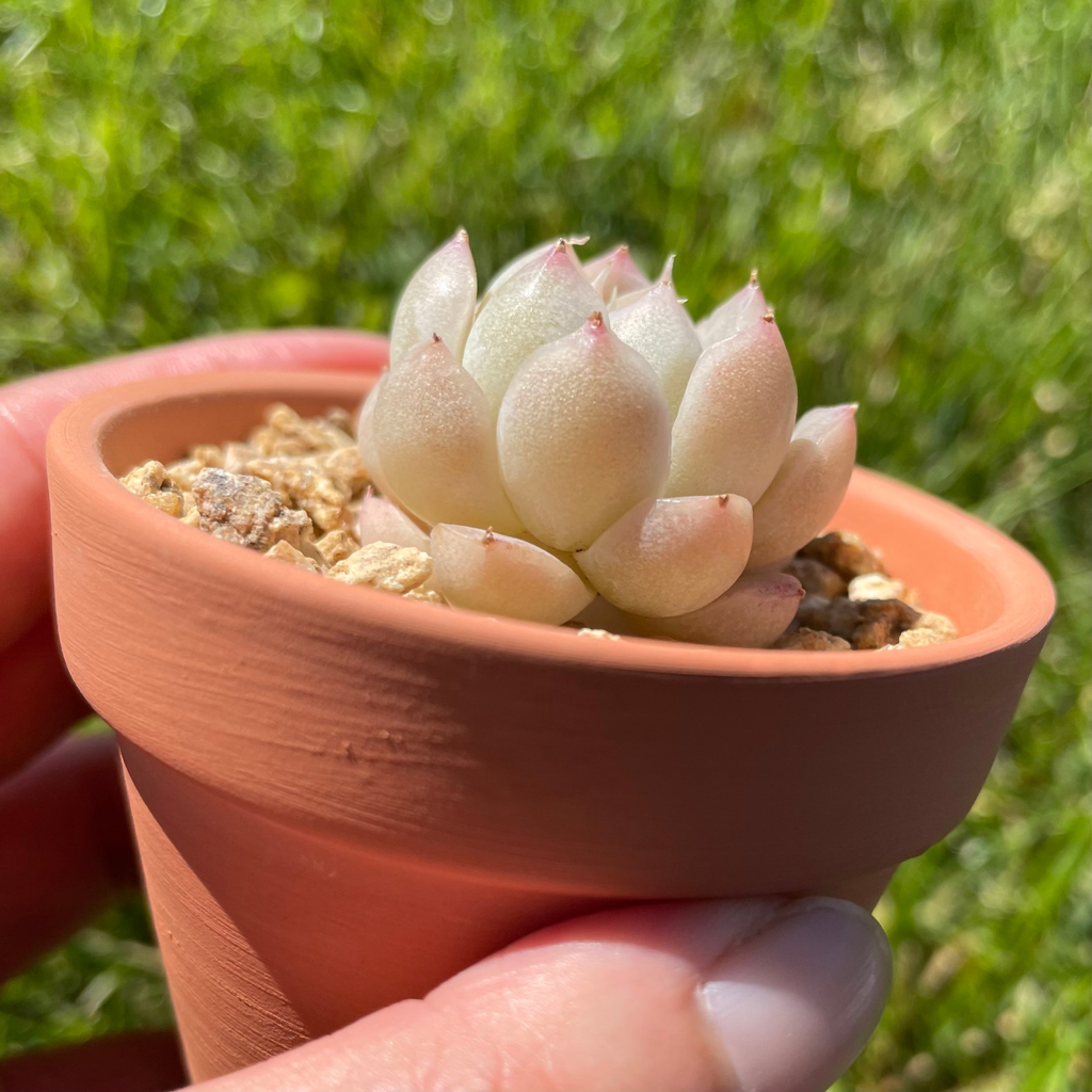 Echeveria Malgan (Specimen 4)