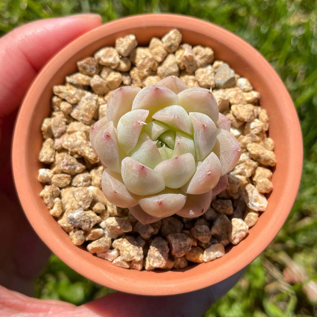 Echeveria Malgan (Specimen 4)