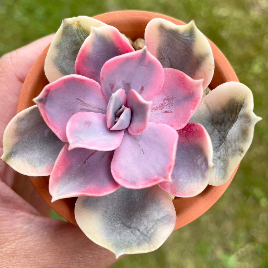 Echeveria Rainbow