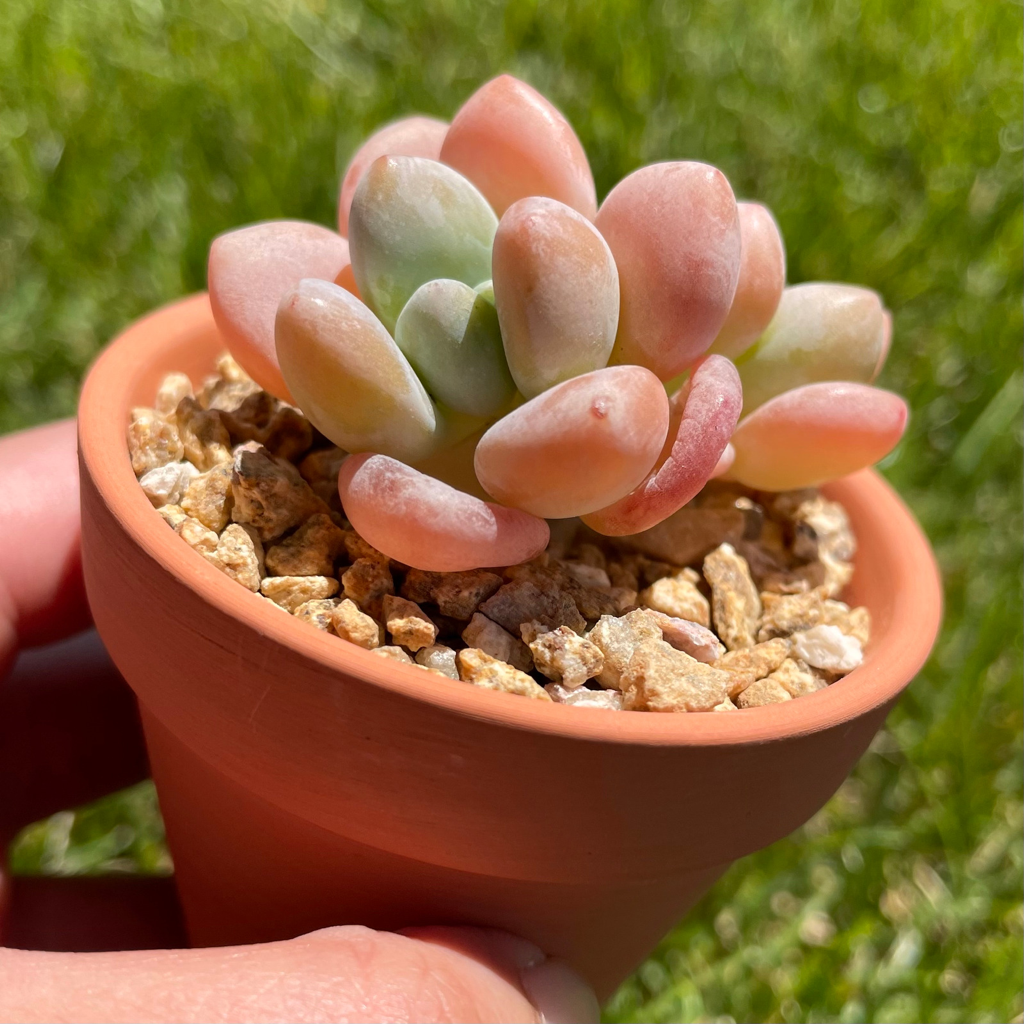 Graptosedum Miul (Luoshen) Cluster