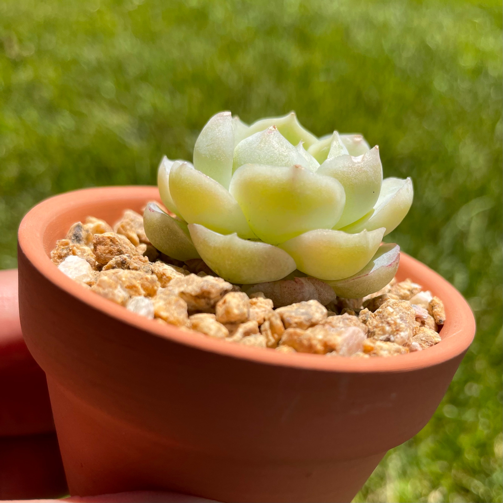 Echeveria White Queen