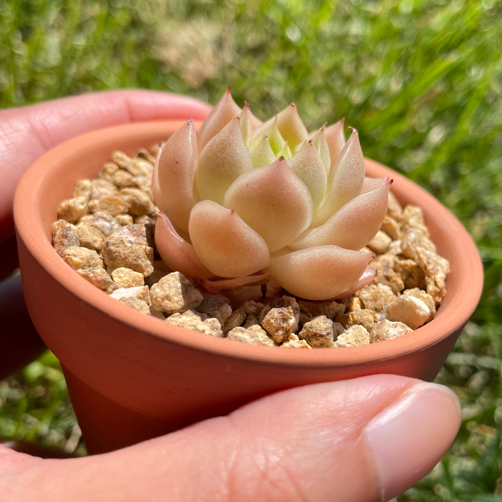 Echeveria Malgan (Specimen 6)