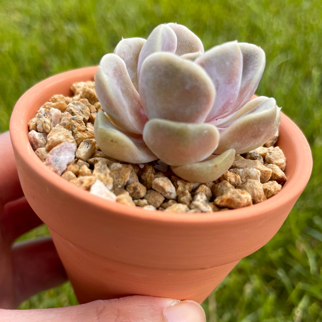 Echeveria Snow Bunny