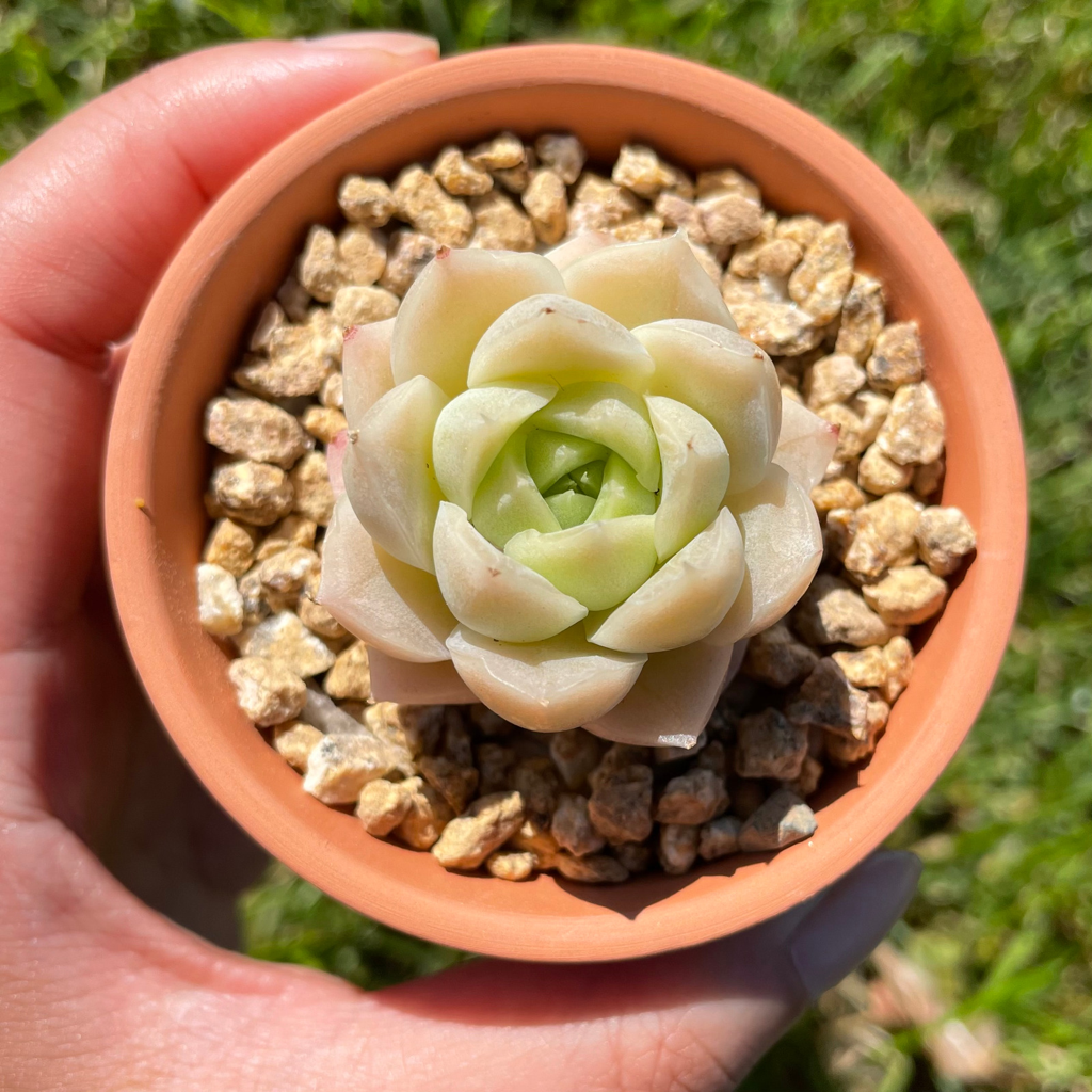 Echeveria Malgan (Specimen 3)