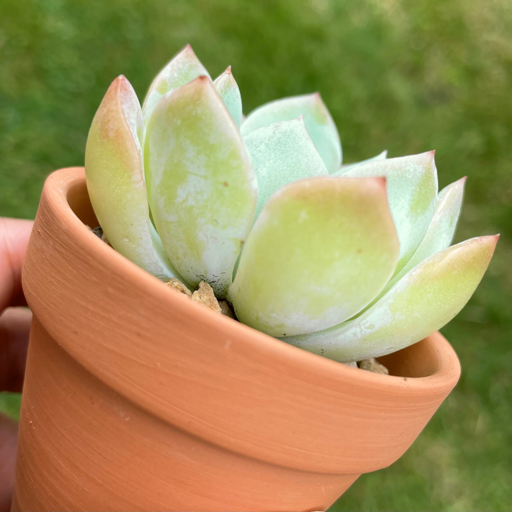 Echeveria Sasa