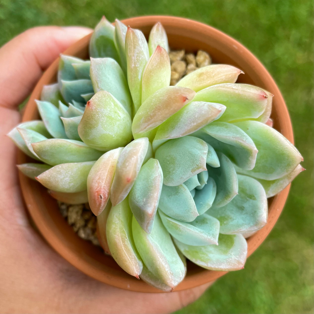 Echeveria Sasa