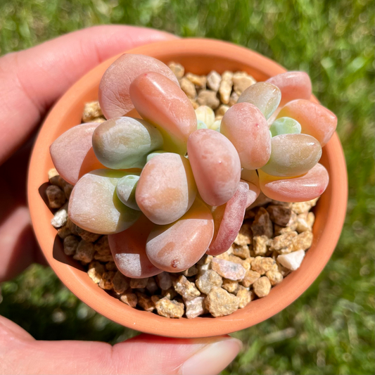 Graptosedum Miul (Luoshen) Cluster