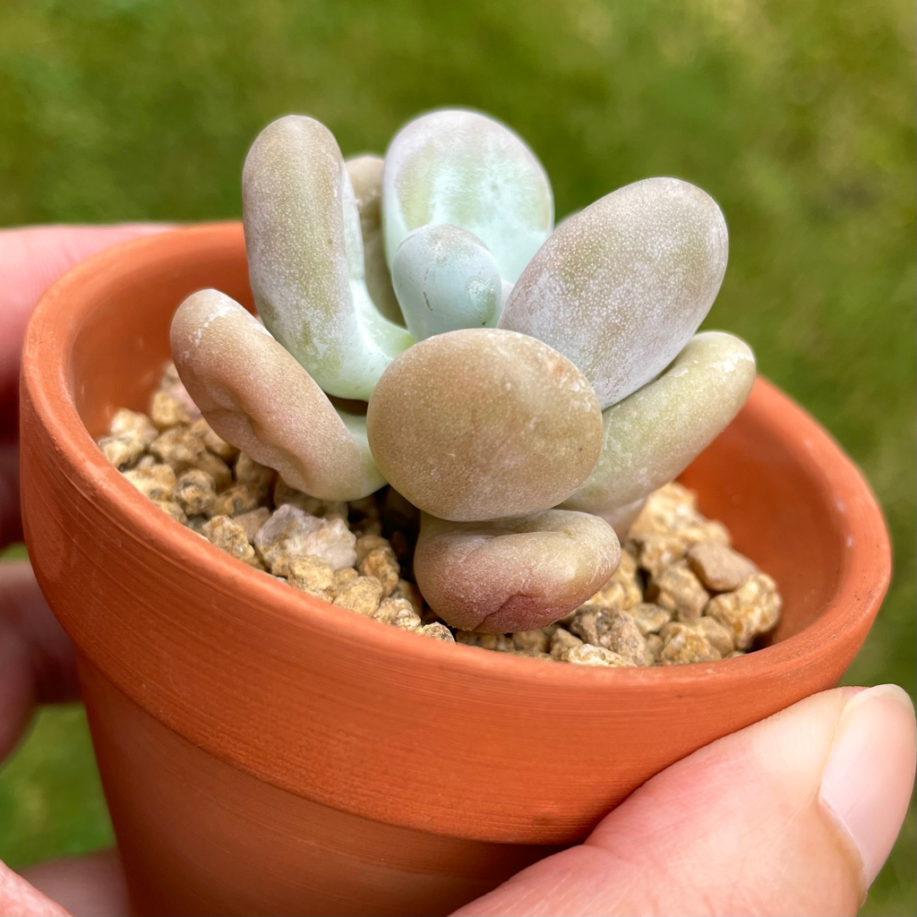 Pachyphytum Cheese