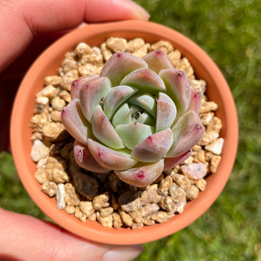 Echeveria Xishi