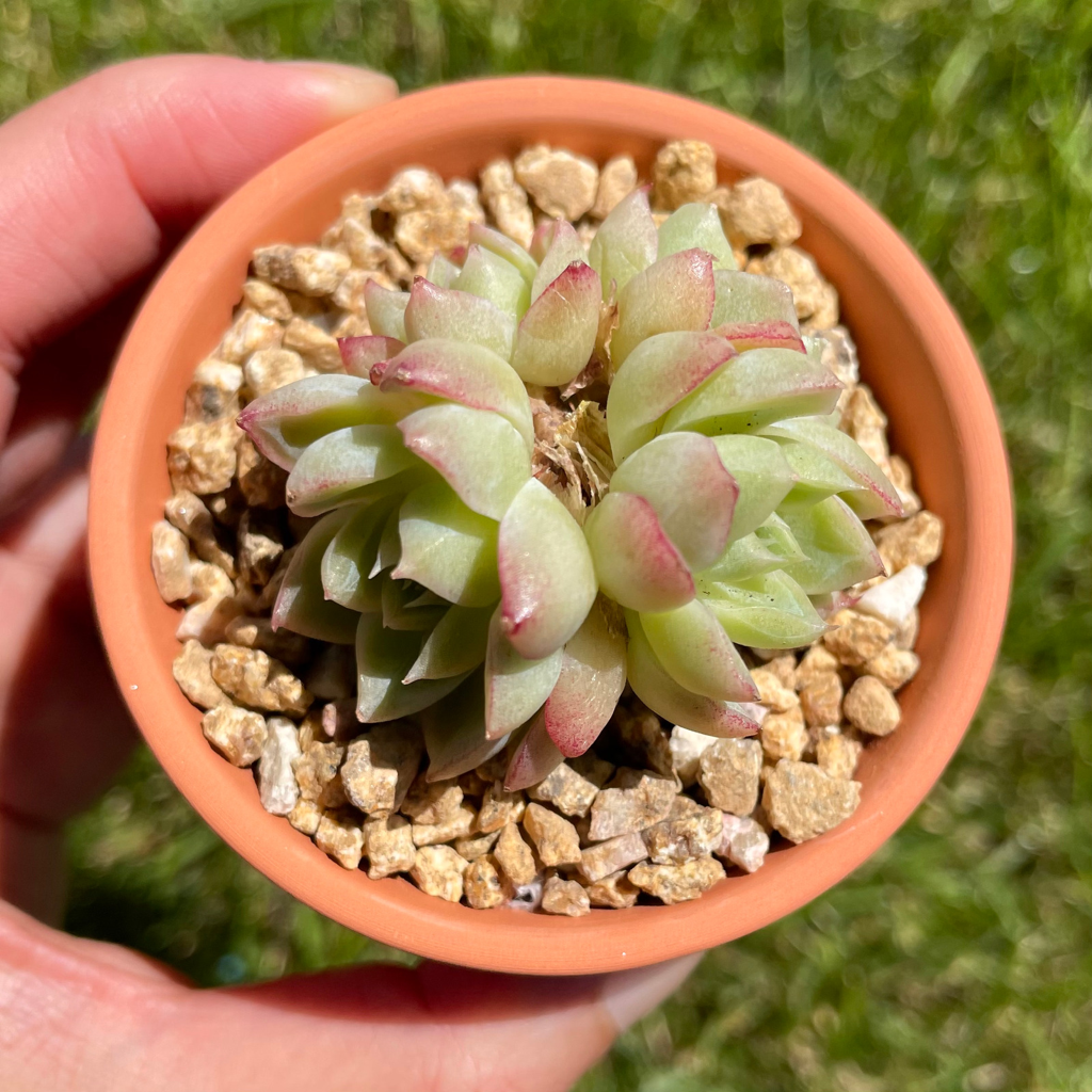 Echeveria Red Queen Cluster