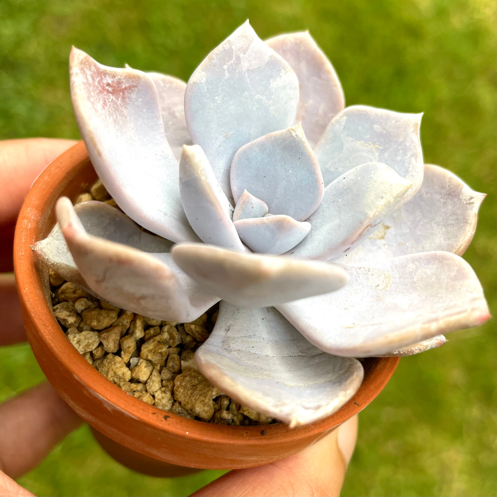 Echeveria Tiramisu