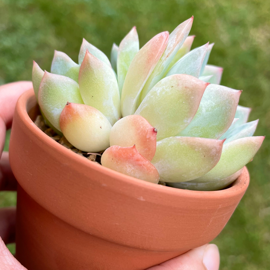 Echeveria Sasa