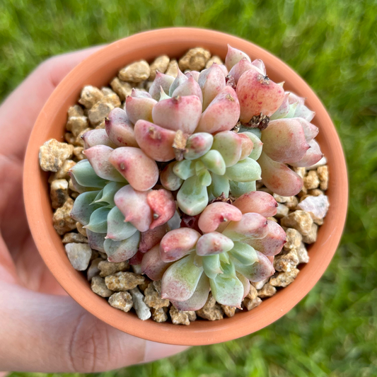 Echeveria Orange Juice Cluster