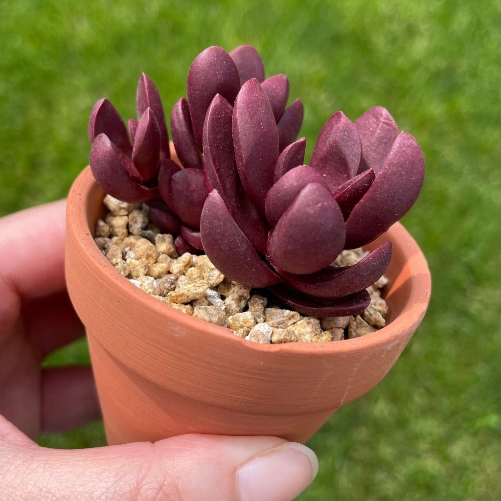 Crassula Clavata (Specimen 1)