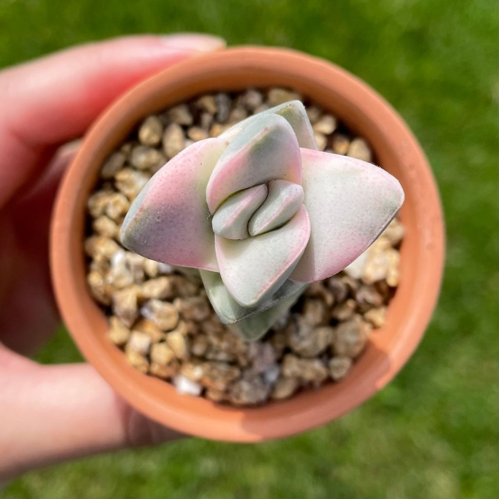 Crassula Moonglow Variegated (Specimen 1)