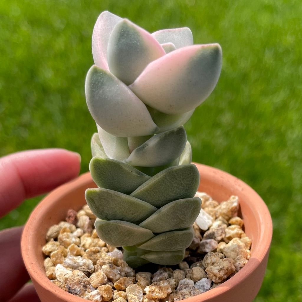 Crassula Moonglow Variegated (Specimen 1)