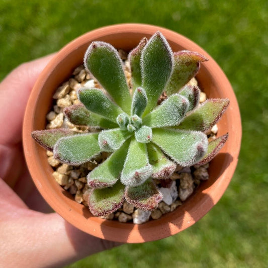 Crassula Rogersii