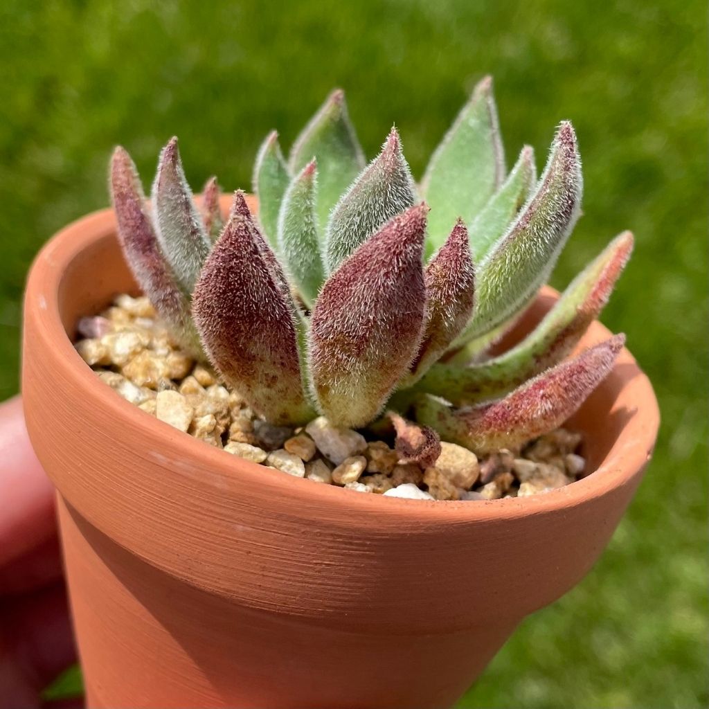 Crassula Rogersii