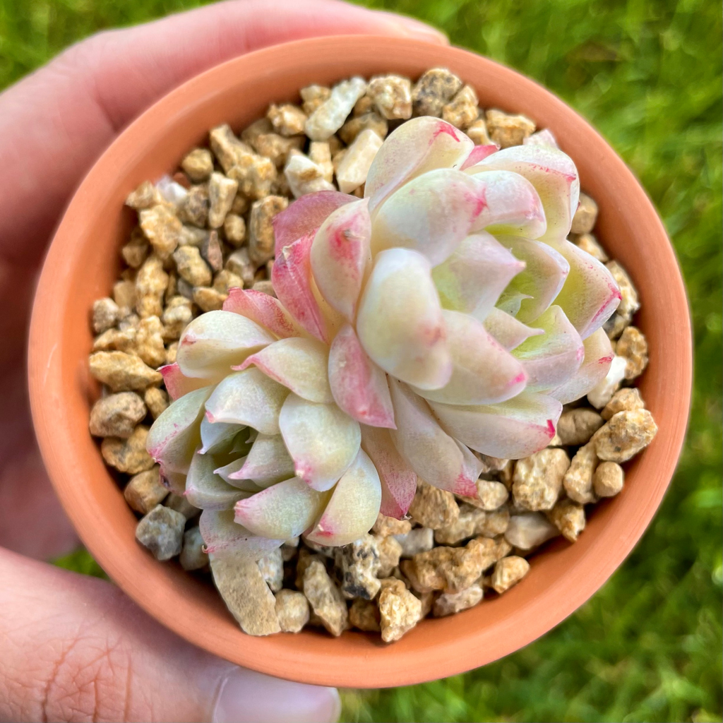 Echeveria Elegans Queen