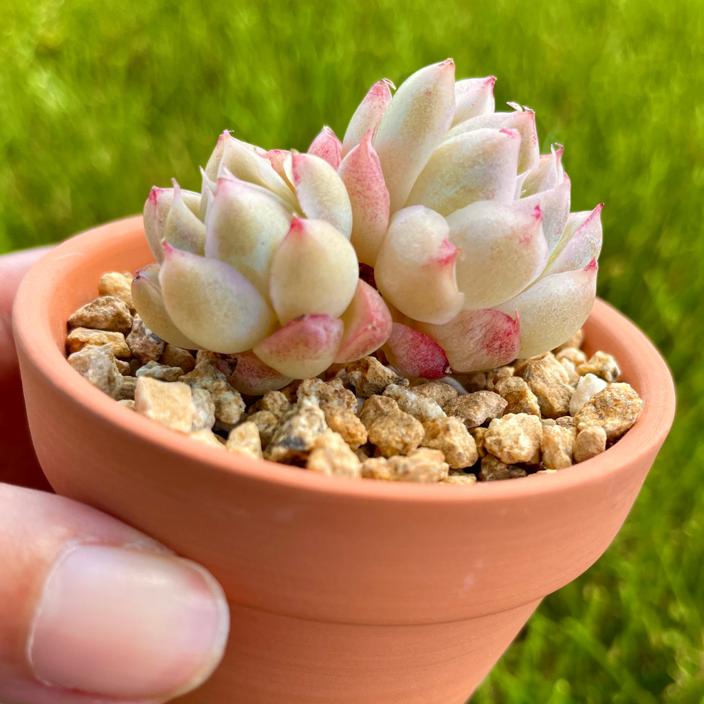 Echeveria Elegans Queen