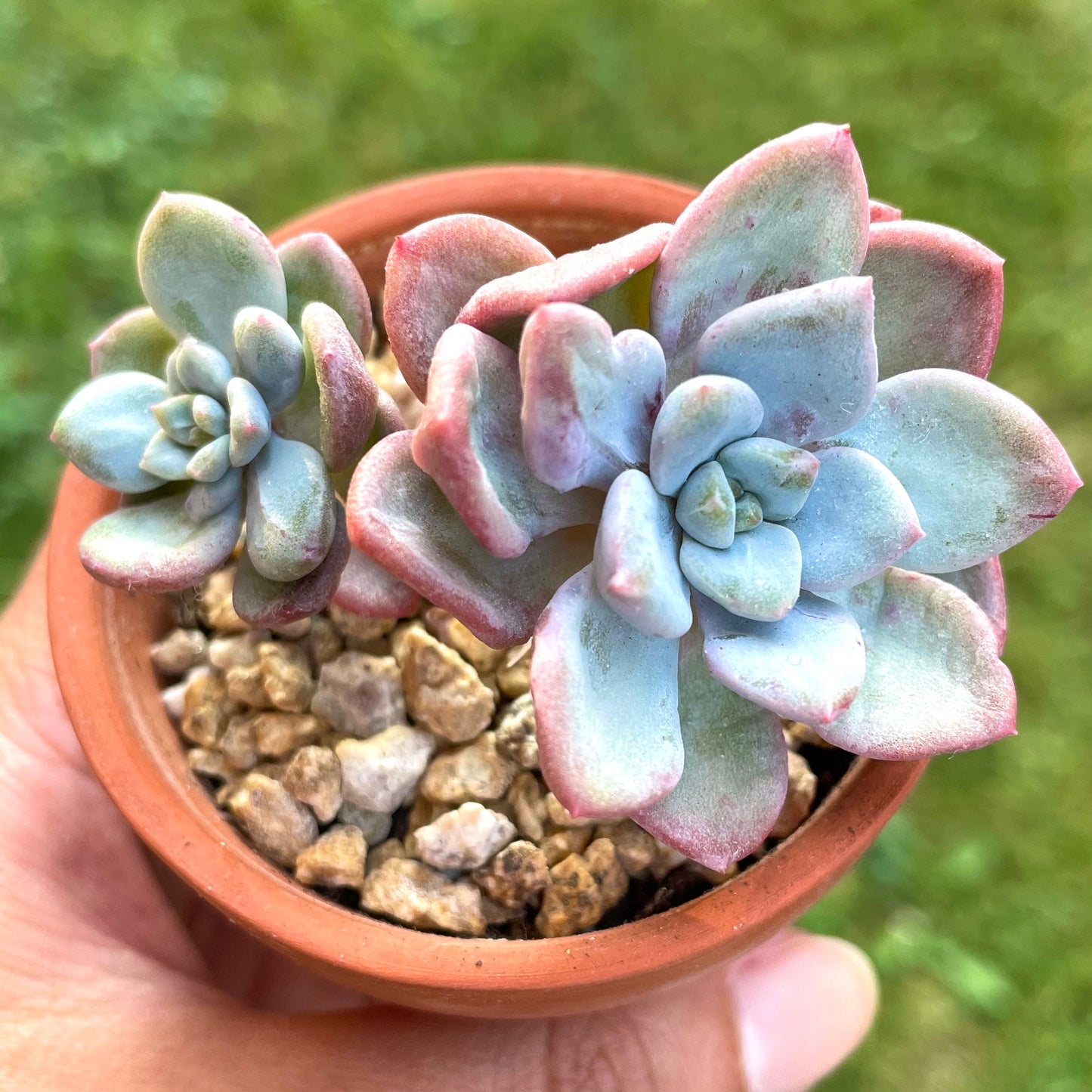 Echeveria Amor Fati (Specimen 2)