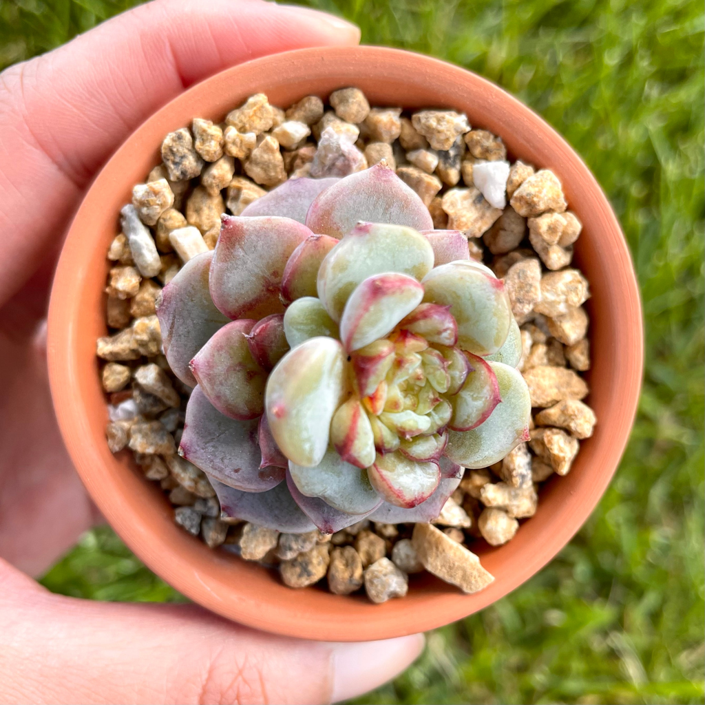 Echeveria Red Velvet