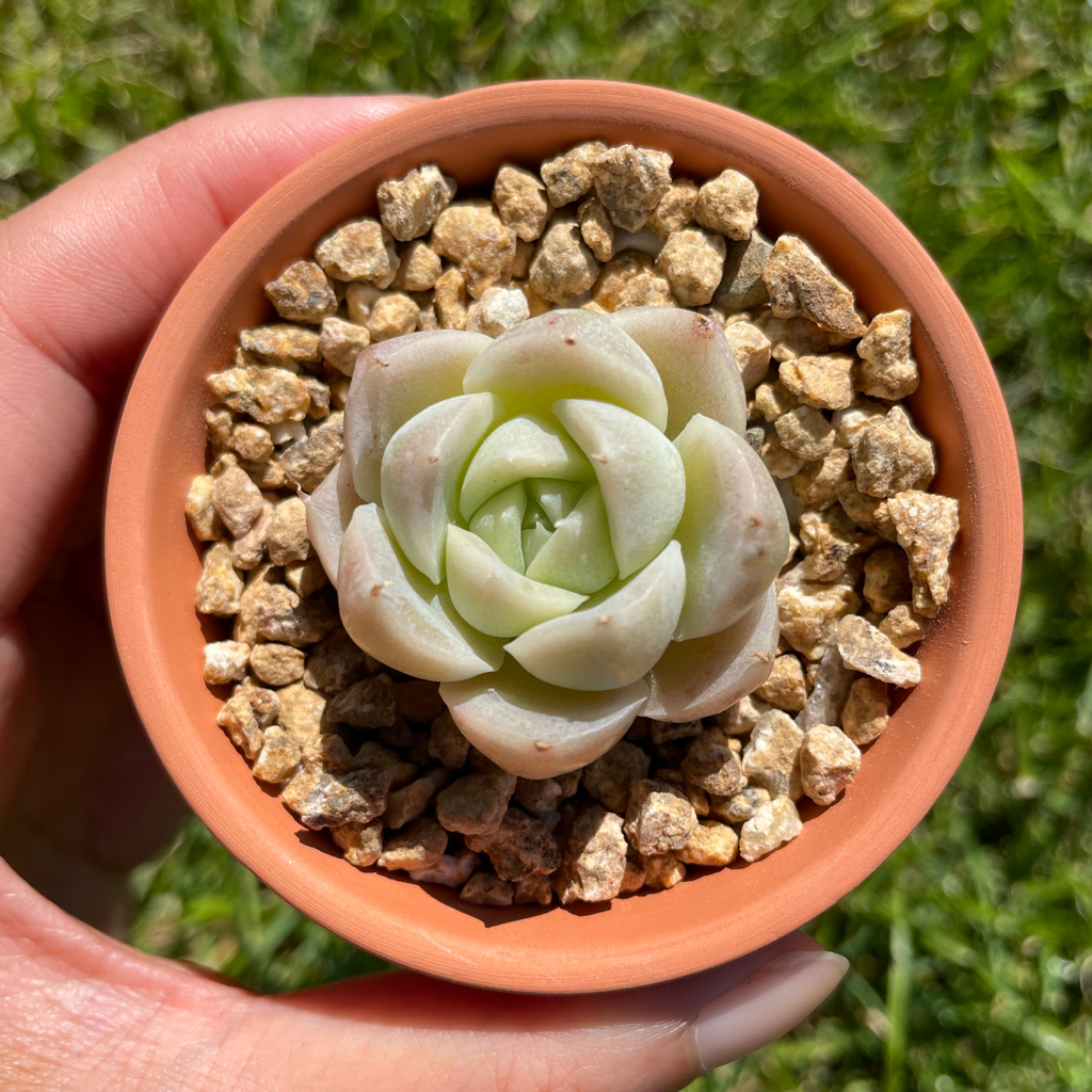 Echeveria Malgan (Specimen 5)